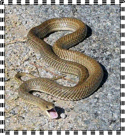 Uploads_Category1_Forum12_snak.jpg